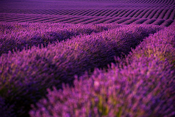 Image showing lavender field france