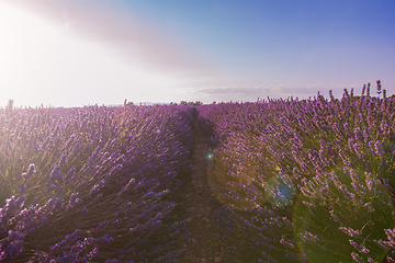 Image showing colorful sunset at lavender field