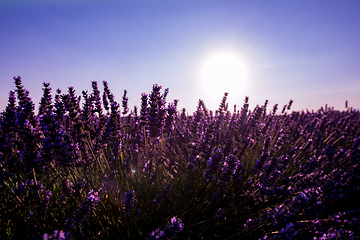 Image showing Close up Bushes of lavender purple aromatic flowers