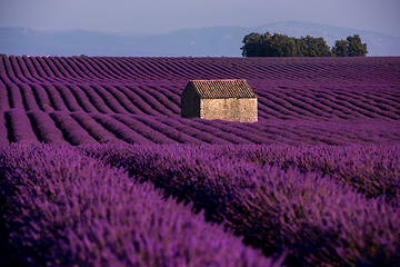 Image showing stone house at lavender field