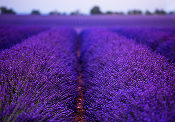 Image showing lavender field france