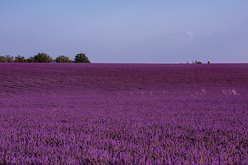 Image showing lavender field france