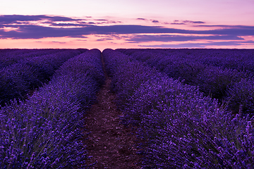 Image showing colorful sunset at lavender field