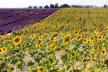 Image showing lavender and sunflower field