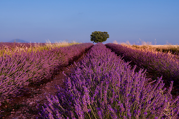 Image showing lonely tree at lavender field