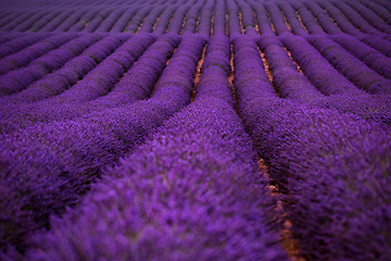 Image showing lavender field france