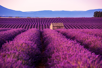 Image showing stone house at lavender field