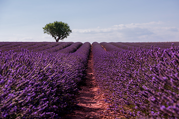 Image showing lonely tree at lavender field