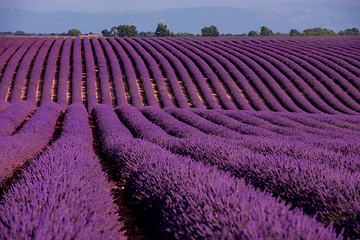 Image showing lavender field france