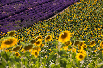 Image showing lavender and sunflower field