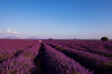 Image showing stone house at lavender field