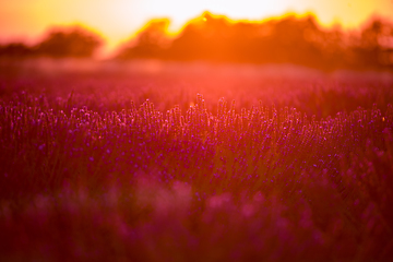 Image showing colorful sunset at lavender field