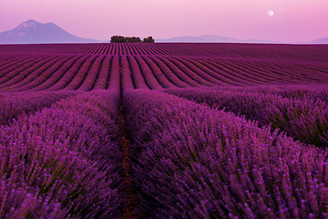 Image showing moon during colorful sunset at lavender field