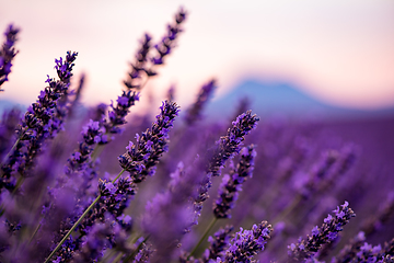 Image showing Close up Bushes of lavender purple aromatic flowers