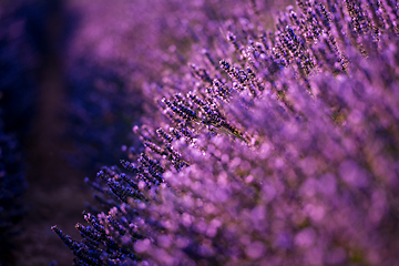 Image showing Close up Bushes of lavender purple aromatic flowers