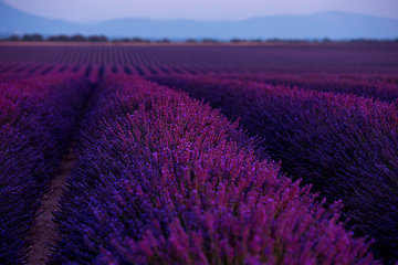 Image showing colorful sunset at lavender field