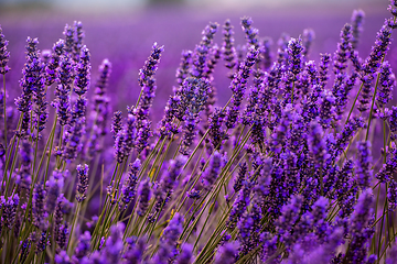 Image showing Close up Bushes of lavender purple aromatic flowers