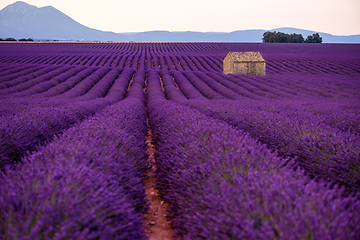 Image showing stone house at lavender field