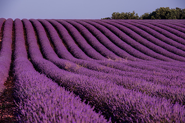 Image showing lavender field france