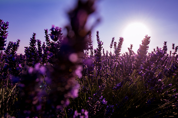 Image showing Close up Bushes of lavender purple aromatic flowers