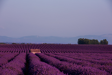 Image showing stone house at lavender field