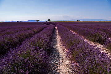 Image showing lavender field france