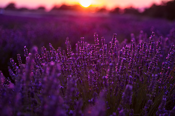 Image showing colorful sunset at lavender field