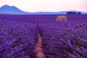 Image showing stone house at lavender field