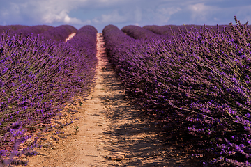 Image showing lavender field france