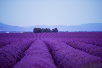 Image showing lavender field france