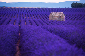 Image showing stone house at lavender field