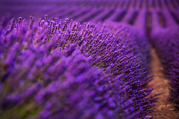 Image showing Close up Bushes of lavender purple aromatic flowers
