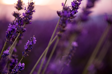 Image showing Close up Bushes of lavender purple aromatic flowers