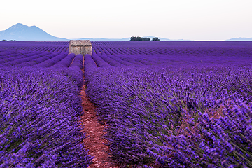 Image showing lavender field france