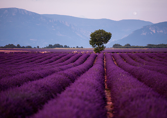 Image showing the moon above lonely tree at lavender field