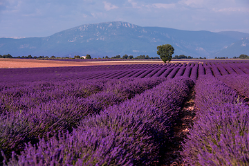 Image showing lonely tree at lavender field