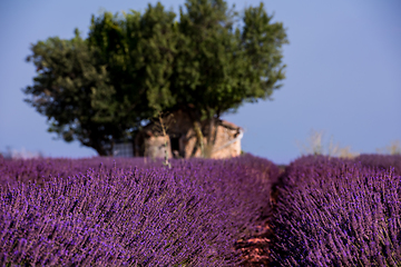 Image showing old brick house and lonely tree at lavender field