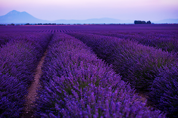 Image showing colorful sunset at lavender field