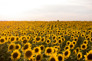 Image showing Sunflower field