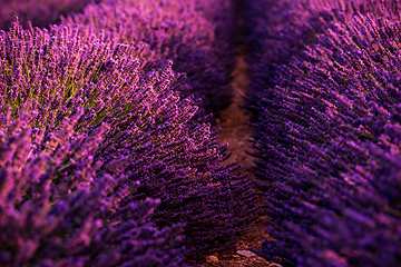 Image showing Close up Bushes of lavender purple aromatic flowers