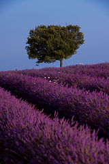 Image showing lonely tree at lavender field