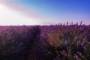 Image showing colorful sunset at lavender field