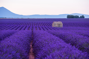 Image showing stone house at lavender field