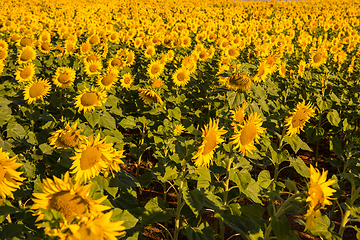 Image showing Sunflower field