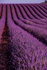 Image showing lavender field france