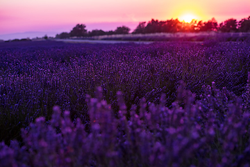 Image showing colorful sunset at lavender field