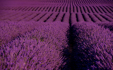 Image showing lavender field france