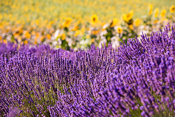 Image showing Close up Bushes of lavender purple aromatic flowers