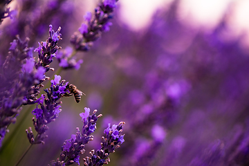 Image showing bumblebee collecting pollen from one of the lavender flower