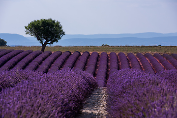 Image showing lonely tree at lavender field